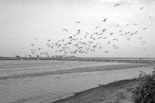 Heiligenhafen: Möwen über dem Graswarder