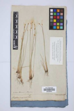 Eriophorum alpinum L.