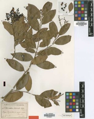 Ouratea litoralis Urb. [syntype]