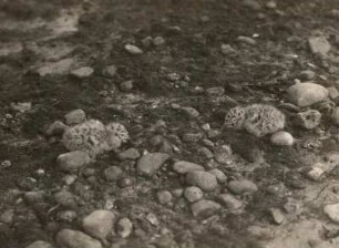 Silbermöwe (Larus argentatus), Dunenjunge auf Langenwerder, Frühjahr 1927