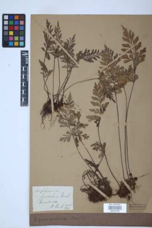 Asplenium praemorsum