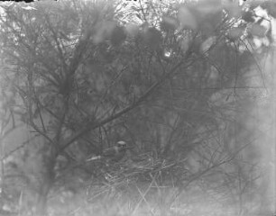 Neuntöter : Neuntöter (Lanius collurio) oder Rotrückenwürger, Männchen mit Futter am Nest.