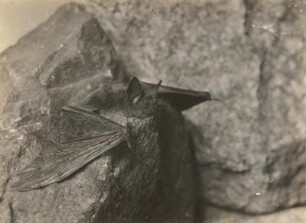 Wasserfledermaus (Myotis daubentonii KUHL.), im Begriff abzufliegen