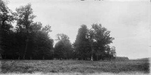 Wald : Blick auf einen Laubwald.