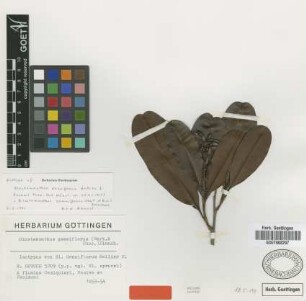 Blastemanthus densiflorus Hallier f. [isotype]