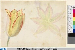 Studie einer Tulpe