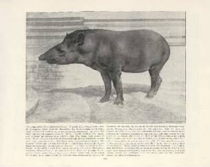 Brauner Tapir