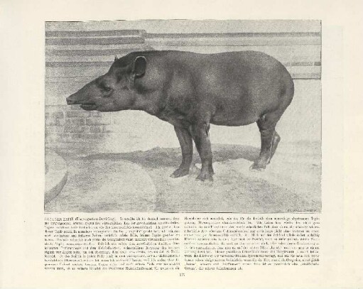 Brauner Tapir