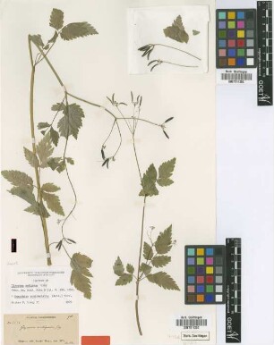 Osmorhiza occidentalis (Nutt.) Torr.