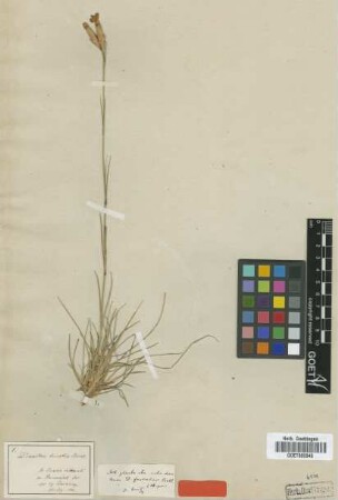 Dianthus binatus Bartl. [type]