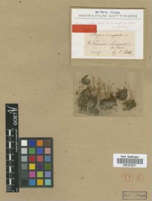 Bryum ammophilum R.Ruthe [type]