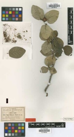 Ficus pringlei S.Watson [type]