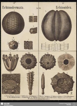 Tafel 13: Echinodermata : Echinoidea