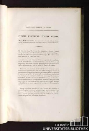 46. Pomme Joséphine. Pomme Melon. Malus josephinia, fructu quam maximo, subcostato, viridi,apice basique depresso, punctis fulvis raribus natato, acinis tribus vel quatuor in quoque loculo instructo, autumnali.
