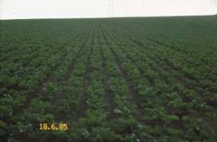 Fotografie: Säverfahren, Einzelkornsaat, Zuckerrübe, Feldaufgang