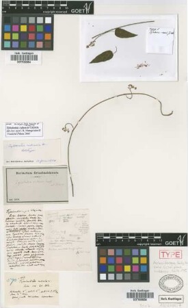 Tylodontia cubensis Griseb. [holotype]