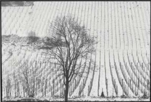 Baum vor einem Weinberg im Winter, harter Kontrast