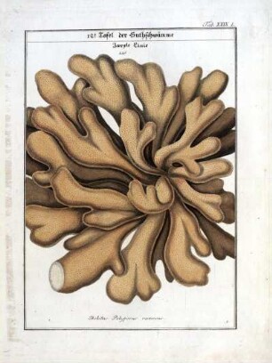 12e Tafel der Huthschwämme. Zweyte Linie