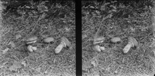 Butterpilz : Butterpilz oder Butter-Röhrling (Suillus luteus).