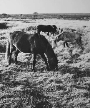 Archivfotografie "ausland_wales_5641"