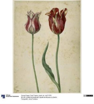 Zwei Tulpen