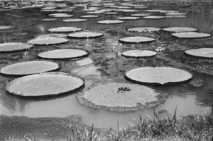 Victoria Regia : Gewässer mit Seerosenblättern
