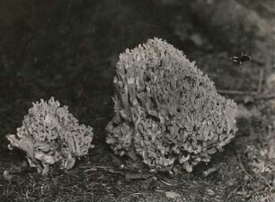 Hahnenkamm-Koralle (Rötliche Koralle, Hahnenkamm; Ramaria botrytis PERS.)