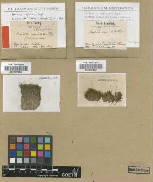 Barbula apiculata Hampe