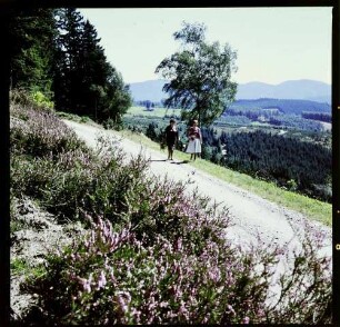 Schwarzenbruck: Waldweg mit Spitzli und Fräulein M., Vordergrund Heide