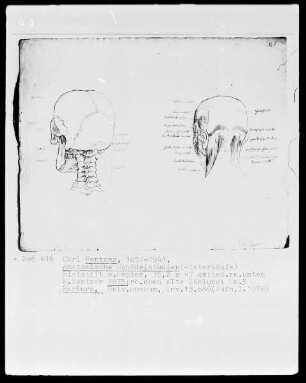 Anatomische Studien — Anatomische Schädelstudien (Hinterköpfe), Folio 5