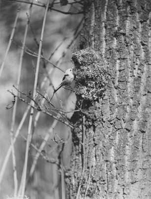 Schwanzmeise : Eine Schwanzmeise (Aegithalos caudatos Linnaeus) am Nest.