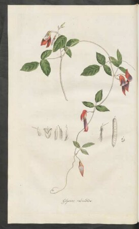 Glycine rubicunda
