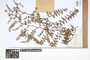 Adiantopsis chlorophylla (Sw.) Fée