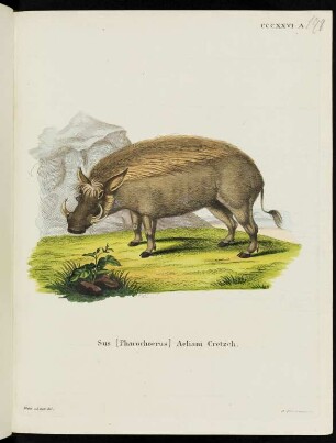 CCCXXVI. A. Sus [Phacochoerus] Aeliani Cretzch.