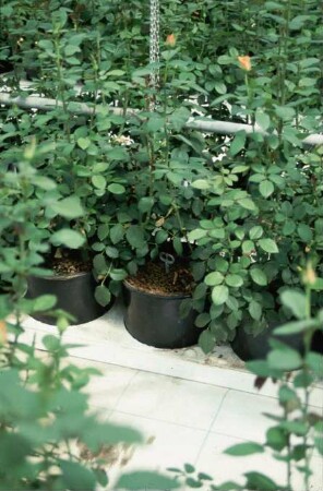 Fotografie: Gartenbautechnik-Gewächshaus, Bewässerung