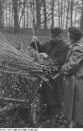 Pirna, Graupa. Reportage - Landwirtschaft, Dezember 1953