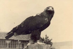 Adlerwarte Berlebeck, ein Adler. Detmold. Berlebeck