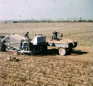 Fotografie: Erntetechnik, Erntemaschine, Kartoffel, Rodelader