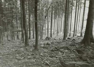Forstwirtschaft im Erzgebirge. Zöblitz. Sehr langsame Vorverjüngung in Steinböden