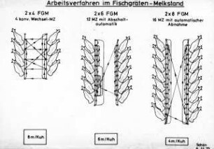 Arbeitsverfahren im Fischgräten-Melkstand