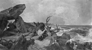 Das Jagdrecht auf Rügen
