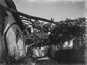 Weinlaubengang : Weinreben an einem Haus, die über Spaliere über einen Weg wachsen