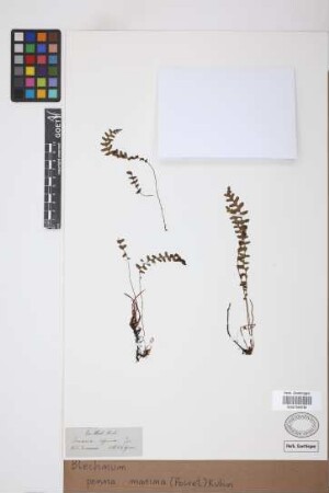 Blechnum penna-marina (Poir.) Kuhn