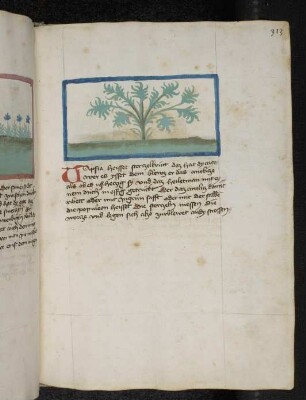 Kräuterpflanze: Tapsia (Thapsia garganica / Aiaceae) / Sterzelkraut; (aus Konrads von MEgenberg "Buch der Natur")