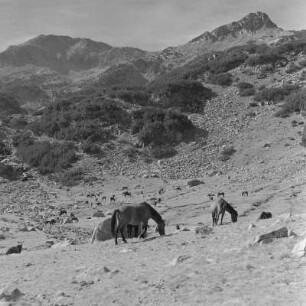 Landschaftsbild vom Pirin-Gebirge. Weidende Pferde im Tal des Pirin-Gebirges