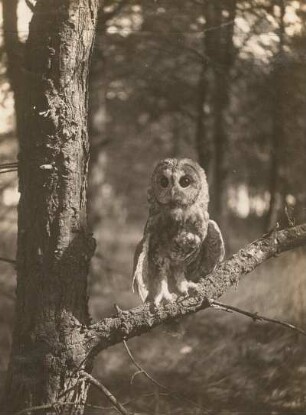 Europa. Waldkauz (Strix aluco)