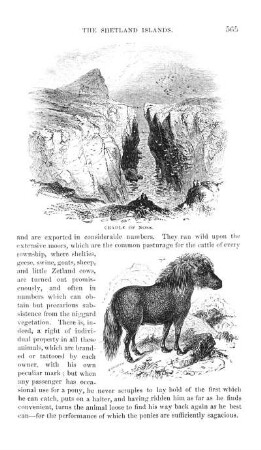 Shetland Pony.