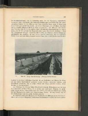Abb. 63. Junge Kautschukanlage. (Mohogo-Zwischenkultur.)