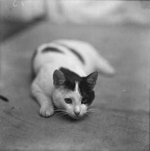 Katze : Katze Mischu der Fotografin Grete Back