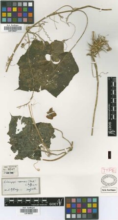 Echinocystis araneosa Griseb. [type]